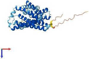 Solute Carrier Family 35 (UDP-GlcNAc/UDP-Glucose Transporter), Member D2 (SLC35D2) (AA 1-326) protein (His tag)