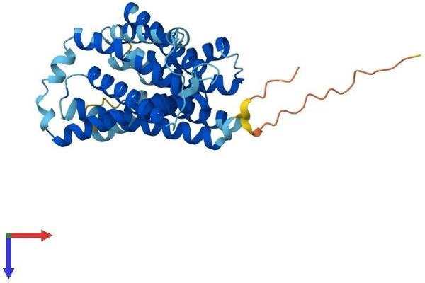 Solute Carrier Family 35 (UDP-GlcNAc/UDP-Glucose Transporter), Member D2 (SLC35D2) (AA 1-326) protein (His tag)