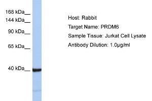 Host: Rabbit Target Name: PRDM6 Sample Type: Jurkat Whole Cell lysates Antibody Dilution: 1. (PRDM6 Antikörper  (C-Term))