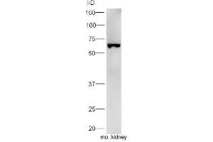 Mouse kidney lysates probed with Rabbit Anti-Uromodulin Polyclonal Antibody, Unconjugated  at 1:5000 for 90 min at 37˚C. (Uromodulin Antikörper  (AA 351-450))