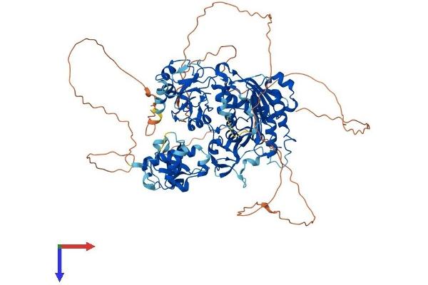 DNMT3B Protein (AA 1-859) (His tag)