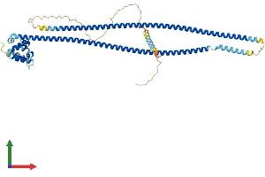 Protein Structure (PS) image for Caspase Recruitment Domain Family, Member 9 (CARD9) (AA 1-536) protein (His tag) (ABIN7552868)