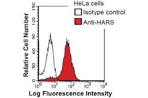 HeLa cells were fixed in 2% paraformaldehyde/PBS and then permeabilized in 90% methanol. (HARS1/Jo-1 Antikörper)