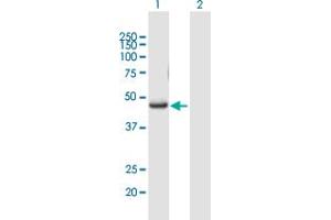 Western Blot analysis of RUNX3 expression in transfected 293T cell line by RUNX3 MaxPab polyclonal antibody. (RUNX3 Antikörper  (AA 1-429))