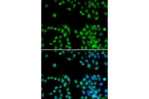 Immunofluorescence (IF) image for anti-Polymerase (RNA) II (DNA Directed) Polypeptide L, 7.6kDa (POLR2L) (AA 1-67) antibody (ABIN6219564) (POLR2L Antikörper  (AA 1-67))