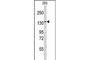 Western blot analysis of anti-LARS Antibody (C-term) (ABIN391611 and ABIN2841532) in 293 cell line lysates (35 μg/lane). (LARS Antikörper  (C-Term))