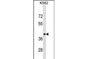 PCBP1 Antibody (Center) (ABIN1538004 and ABIN2850250) western blot analysis in K562 cell line lysates (35 μg/lane). (PCBP1 Antikörper  (AA 188-217))