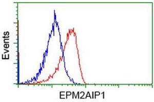 Image no. 8 for anti-EPM2A (Laforin) Interacting Protein 1 (EPM2AIP1) antibody (ABIN1498047) (EPM2AIP1 Antikörper)