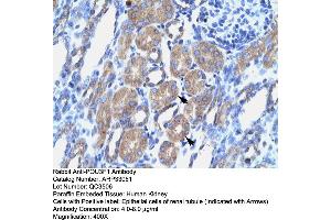 Human kidney (POU3F1 Antikörper  (N-Term))