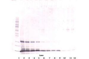 Image no. 1 for anti-Leptin (LEP) antibody (ABIN465530) (Leptin Antikörper)