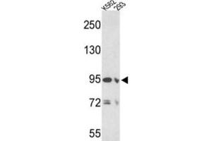 Western Blotting (WB) image for anti-Elastin Microfibril Interfacer 1 (EMILIN1) antibody (ABIN3002724) (Emilin1 Antikörper)