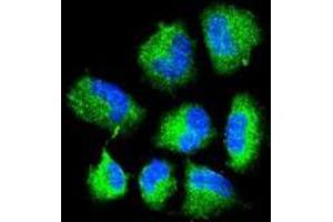 Confocal immunofluorescent analysis of CHAT Antibody (N-term) with NCI-H460 cell followed by Alexa Fluor® 488-conjugated goat anti-rabbit lgG (green). (Choline Acetyltransferase Antikörper  (N-Term))