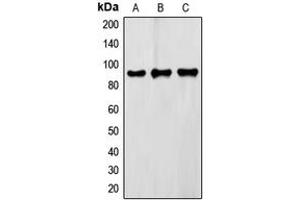 Western blot analysis of FXR2 expression in Raw264. (FXR2 Antikörper  (C-Term))
