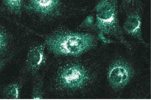 Immunofluorescence staining of NIH-3T3 cells. (VTI1A Antikörper  (AA 114-217))