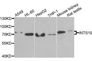 Western blot analysis of extracts of various cell lines, using INTS10 antibody.