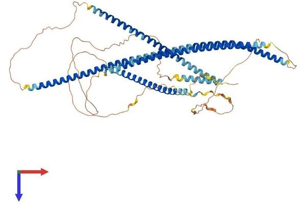 TNIP1 Protein (AA 1-647) (His tag)