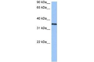 HNRNPA2B1 antibody used at 0. (HNRNPA2B1 Antikörper  (N-Term))