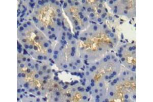 Used in DAB staining on fromalin fixed paraffin- embedded Kidney tissue (FGFR4 Antikörper  (AA 165-366))