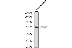 FOXN3 Antikörper