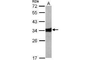 WB Image Sample (50 ug of whole cell lysate) A: Mouse liver 12% SDS PAGE antibody diluted at 1:10000 (HAAO Antikörper)