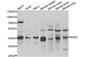 Western blot analysis of extracts of various cell lines, using BUB3 antibody. (BUB3 Antikörper  (AA 1-328))