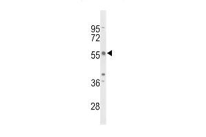 Western blot analysis of TAC2N Antibody (N-term) (ABIN653375 and ABIN2842845) in mouse NIH-3T3 cell line lysates (35 μg/lane). (TC2N Antikörper  (N-Term))