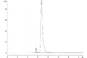 The purity of Human DLK1 is greater than 95 % as determined by SEC-HPLC. (DLK1 Protein (AA 24-303) (Fc Tag))