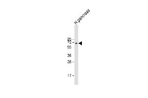 Anti-BACE1B Antibody  at 1:1000 dilution + human pancreas lysate Lysates/proteins at 20 μg per lane. (BACE1B (AA 169-198) Antikörper)