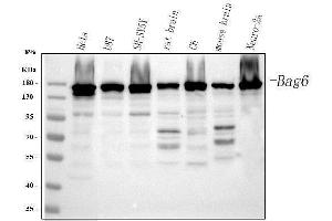 Western blot analysis of BAT3/BAG6 using anti-BAT3/BAG6 antibody (ABIN6719601). (BAT3 Antikörper)
