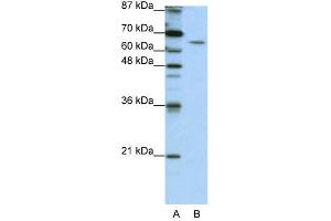 STAU1 antibody used at 1. (STAU1/Staufen Antikörper)