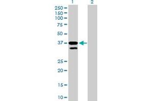 Western Blot analysis of MFNG expression in transfected 293T cell line by MFNG MaxPab polyclonal antibody. (Manic Fringe Antikörper  (AA 1-321))
