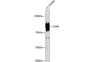 Western blot analysis of extracts of U-251MG cells, using CD44 antibody  at 1:1000 dilution. (CD44 Antikörper)