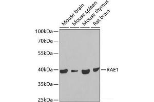 Western blot analysis of extracts of various cell lines using RAE1 Polyclonal Antibody at dilution of 1:1000. (RAE1 Antikörper)
