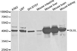 Western blot analysis of extracts of various cell lines, using GLUL antibody (ABIN5973158) at 1/1000 dilution. (GLUL Antikörper)