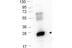 Western Blot showing detection of recombinant GST protein (0. (GST Antikörper  (DyLight 488))