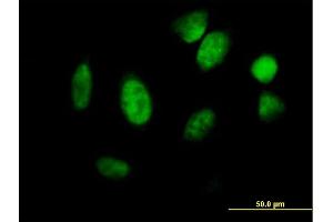 Immunofluorescence of purified MaxPab antibody to ID1 on HeLa cell. (ID1 Antikörper  (AA 1-155))