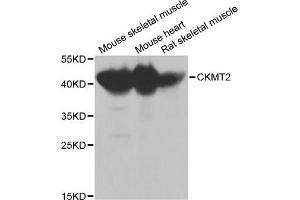 Western blot analysis of extracts of various cell lines, using CKMT2 antibody (ABIN1871856) at 1:1000 dilution. (CHRNA7 Antikörper)