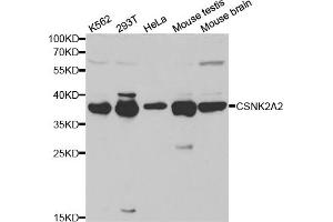 Western blot analysis of extracts of various cell lines, using CSNK2A2 antibody.
