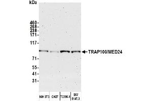 Western Blotting (WB) image for anti-Mediator Complex Subunit 24 (MED24) (AA 939-989) antibody (ABIN7449847) (MED24 Antikörper  (AA 939-989))