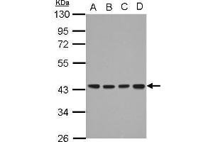 WB Image Sample (30 ug of whole cell lysate) A: A549 B: H1299 C: HCT116 D: MCF-7 10% SDS PAGE antibody diluted at 1:1000 (DNAJB12 Antikörper  (Center))