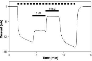 Tertiapin Q peptide