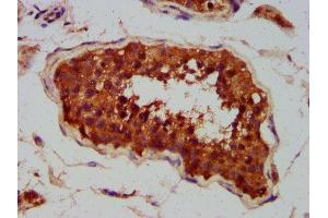 Immunohistochemistry (IHC) image for anti-Chloride Channel CLIC-Like 1 (CLCC1) (AA 446-551) antibody (ABIN7147569)