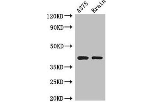 Septin 12 Antikörper  (AA 1-358)
