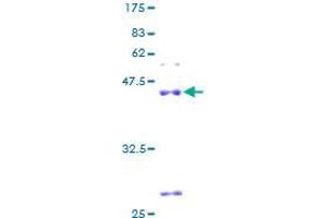 Image no. 1 for Shisa Homolog 5 (SHISA5) (AA 1-137) protein (GST tag) (ABIN1319949)