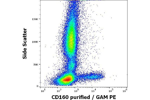 CD160 Antikörper