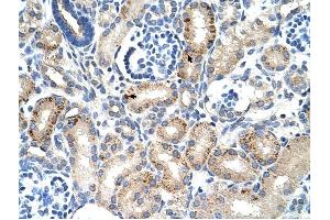 MUC1 antibody was used for immunohistochemistry at a concentration of 4-8 ug/ml to stain Epithelial cells of renal tubule (arrows) in Human Kidney. (MUC1 Antikörper  (C-Term))