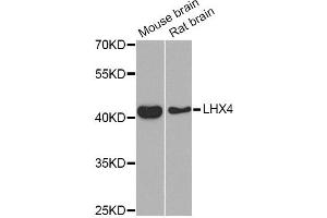 Western blot analysis of extracts of various cell lines, using LHX4 Antibody (ABIN5975324) at 1/1000 dilution. (LHX4 Antikörper)