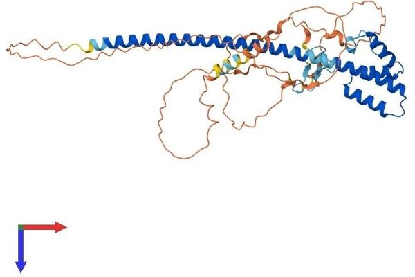 TEX13A Protein (AA 1-409) (His tag)