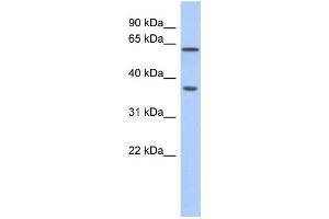 Western Blotting (WB) image for anti-ERG, ETS transcription factor (ERG) antibody (ABIN2460000) (ERG Antikörper)