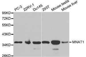 Western blot analysis of extracts of various cell lines, using MNAT1 antibody (ABIN5970984) at 1/1000 dilution. (MNAT1 Antikörper)